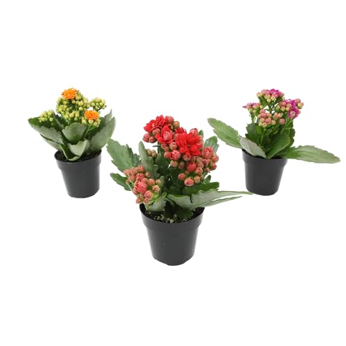 Kalanchoe Flower Plants 3PK, Desk Plant Decor, Live Succulent Gifts for Plant Lovers Gift Ideas, Kalanchoe Plants Live Houseplants Live Indoor, Live Succulents Plants Live Flowers by Plants for Pets