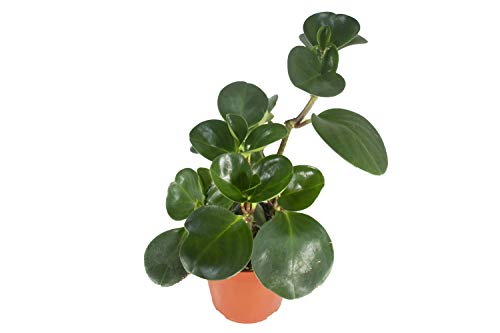 Live Baby Rubber Plant - 4