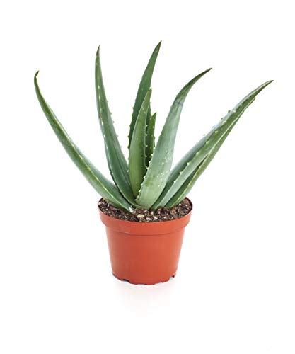 Shop Succulents Aloe Vera Succulent Plant, Hard to Kill Plants, Fully Rooted Live 4