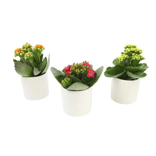 Kalanchoe Flower Plants 3PK in White Pots, Desk Plant Decor, Live Succulent Gifts for Plant Lovers Gift Ideas, Kalanchoe Plants Live Houseplants, Live Succulents Plants Live Flowers by Plants for Pets