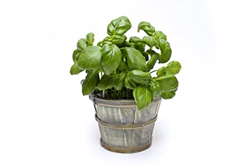 Large Leaf Italian Basil Seeds for Planting - Heirloom, Non-GMO, USA Grown - Premium Waterproof Packaging with Instructions