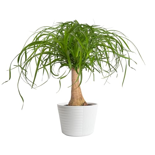 Costa Farms Ponytail Palm Bonsai, Easy to Grow Live Indoor Plant in Indoors Garden Planter Pot, Air Purifying Houseplant, Housewarming, Birthday Gift, Office, Home, and Room Décor, 1-2 Feet Tall