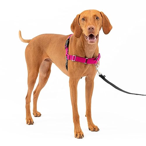 PetSafe Easy Walk Dog Harness - Stop Pulling & Teach Leash Manners - Prevent Pulling on Walks - Medium, Raspberry/Gray