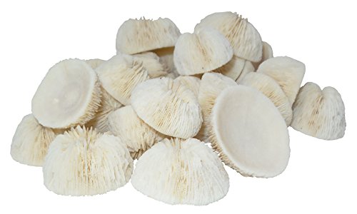 U.S. Shell, Cupped Mushroom Coral, 1 to 2 inches, 1