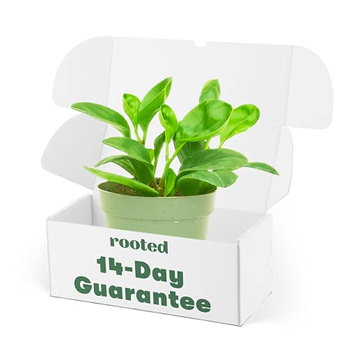 Rooted® Baby Rubber Plant - Peperomia obtusifolia | Live, Easy to Grow, Easy to Care, Live Indoor Houseplant, and Low Maintenance Houseplant (4