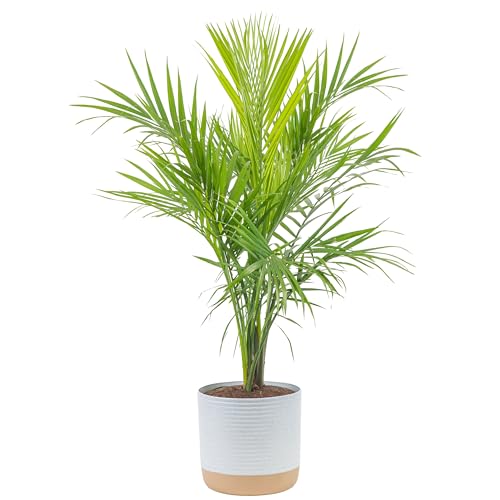 Costa Farms Majesty Palm Live Plant, Live Indoor Outdoor Palm Tree, Potted in Modern Plant Pot, Tall Floor Houseplant in Potting Soil, Patio, Balcony, Valentine