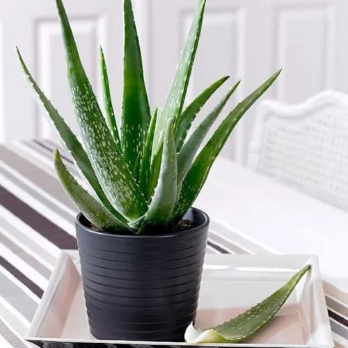 CHUXAY GARDEN Green Edible Aloe Vera Plant Seed 100 Seeds Exotic Charm Beauty Succulents Plant Easy Grow Repair Skin