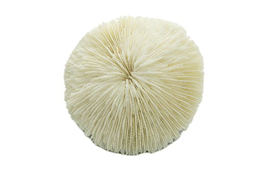 Mushroom Sea Coral | White Real Mushroom Coral 3”-4” (1 Piece) | Aquarium Ornament for Decoration | Plus Free Nautical eBook by Joseph Rains