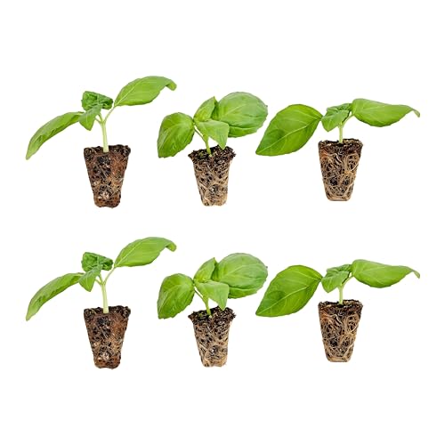 Bonnie Plants Sweet Basil Plug, Live Plant, 3 Cubic in., 6-Pack