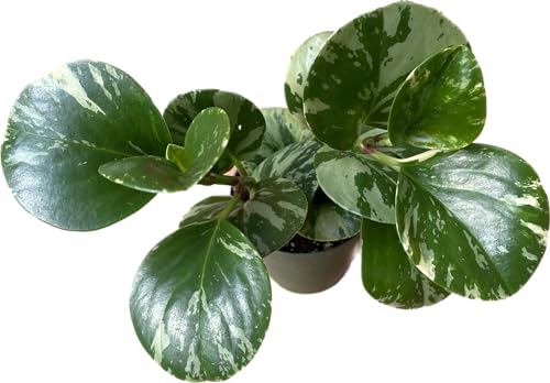 Live Rubber Plant - Peperomia Marble - Peperomia Obtusifolia Marble Variegated - Available in 3