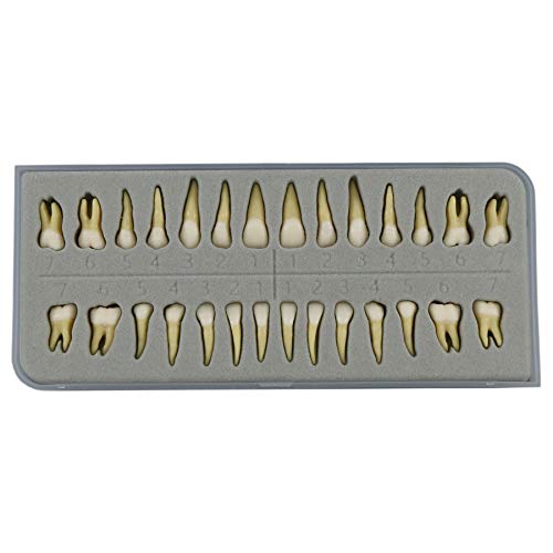 Dentalmall 1 Box Dental Model Teeth Model 28 Pcs 1:1 Full Permanent Teeth M7021