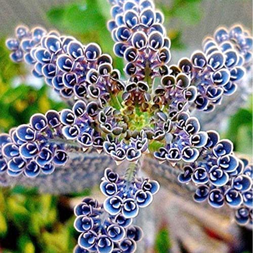 QAUZUY GARDEN 25 Seeds Rare Dark Blue Kalanchoe Flaming Katy Seeds Succulent Flower Seed Striking Tropical Exotic Plant for Garden Home Balcony Office Decor