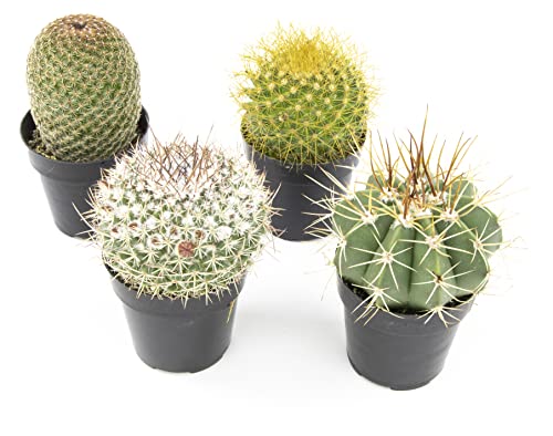 Altman Plants, Assorted Cactus Plants Live Cactus Decor (4PK), Cactus Plant Live Succulents Plants Live in Cactus Soil Potting Mix, Live Cacti Plants Live Succulent Plants Live Plants in Cactus Pot