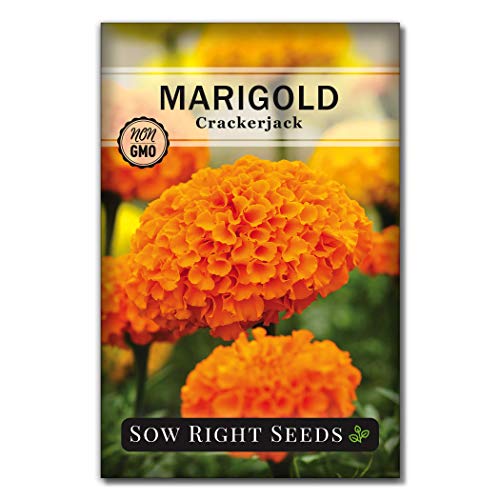 Sow Right Seeds Crackerjack Marigold Seeds for Planting - Non-GMO Heirloom Seed Packet with Instructions - Companion Plant - Orange & Yellow Blooms Attract Bees and Butterflies, Deter Mosquitoes (1)