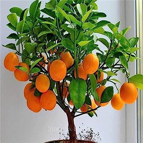 Bonsai Orange Tree Seeds, 20 Seeds to Grow a Delicious Fruit Bearing Bonsai Tree.