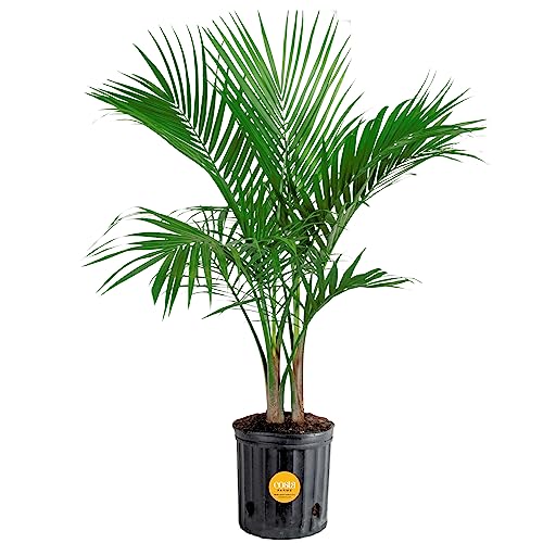 Costa Farms Majesty Palm Live Plant, Indoor and Outdoor Palm Tree, Potted in Plant Pot and Soil, Tropical Floor Houseplant, Housewarming, Patio, Balcony, Office, Home, and Room Decor, 3-4 Feet Tall
