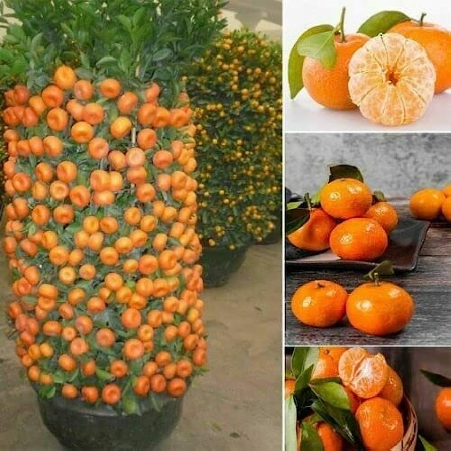 Dwarf Orange Seed for Planting - 10 Seeds of Hardy Orange Dwarf - Grow Fruit Bearing Bonsai - Hardy Orange