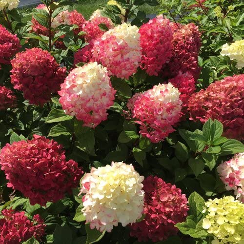 Proven Winners 4.5 in. Quart, Little Lime Punch Panicle Hydrangea (Paniculata), Live Plant, Multi-Color Flower, Red (HYDPRC1217800)