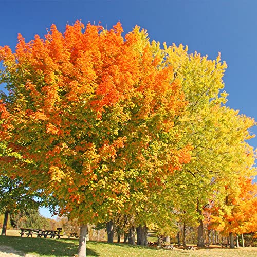 QAUZUY GARDEN 100 Seeds Sugar Maple Tree Seeds Sweet Hard Curly Rock Maple Acer Saccharum Tree Seeds Fall Color Tree Shrub Showy Accent Plant Easy to Grow