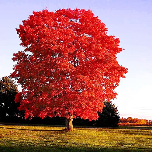 QAUZUY GARDEN 25 Seeds Carolina Red Scarlet Maple Tree Seeds Acer Rubrum Soft Swamp Water Maple Plant Seeds Fall Color Tree Shrub Showy Accent Plant Easy to Grow