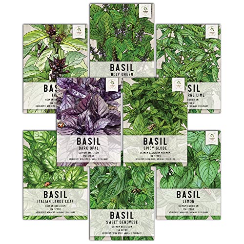 Seed Needs, Culinary Basil Herb Seed Packet Collection (8 Individual Basil Seed Varieties for Planting) Non-GMO & Untreated