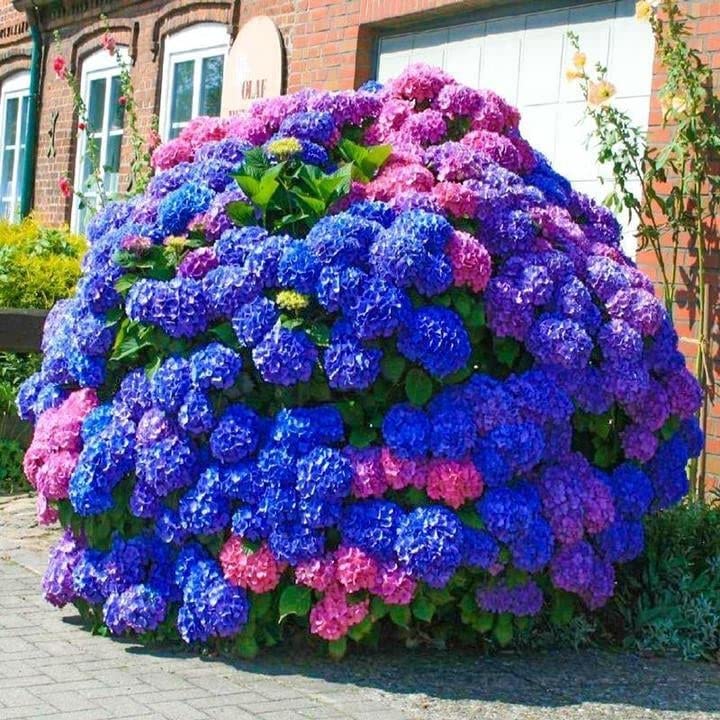 30pcs Blue Pink Purple Hydrangea - Beautiful and Hardy Perennial Flowers for Your Garden