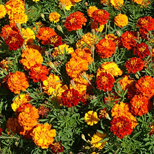 Outsidepride 1000 Seeds Annual Tagetes Patula French Marigold Garden Flower Seed Mix for Planting