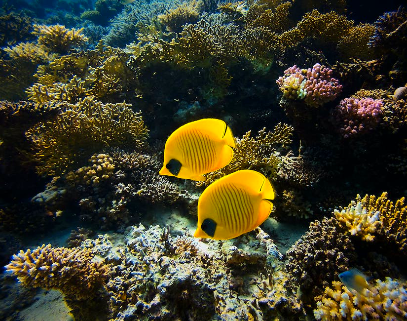 Top 5 Best Coral Calcium Supplement 2024 Pixelfy blog